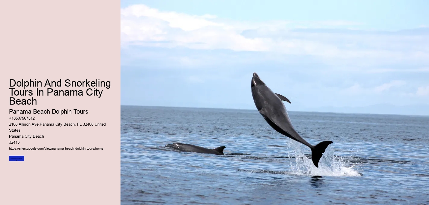 Dolphin And Snorkeling Tours In Panama City Beach