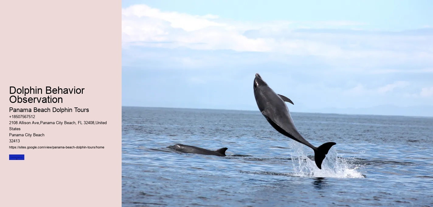 Dolphin Behavior Observation