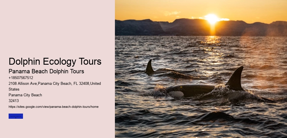 Dolphin Ecology Tours