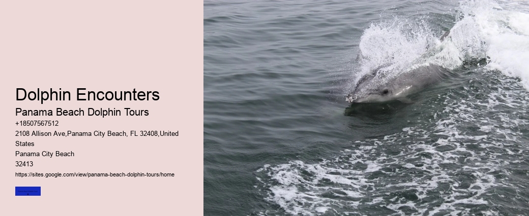 The Risks Of Swimming With Dolphins In The Wild