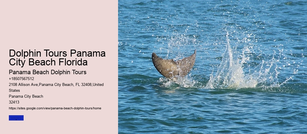 Dolphin Observation Trips