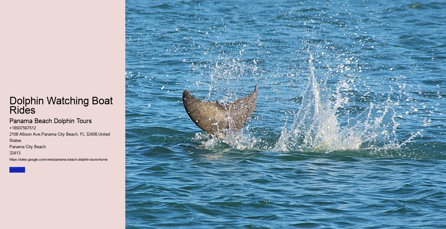 What Is The Best Time For Dolphin Tours