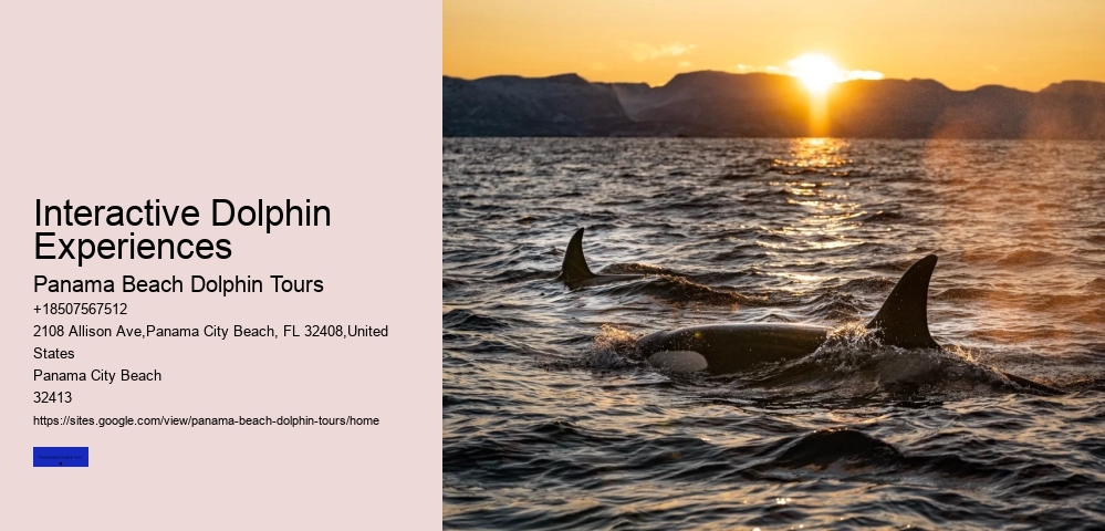 Interactive Dolphin Experiences