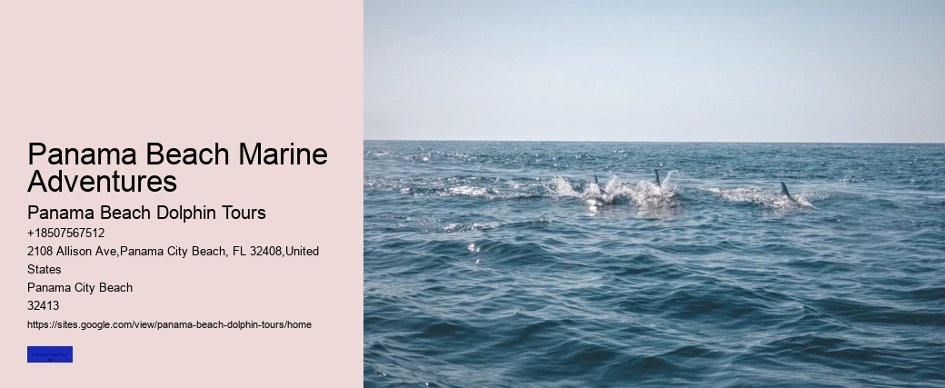 What Is The Controversy With Swimming With Dolphins