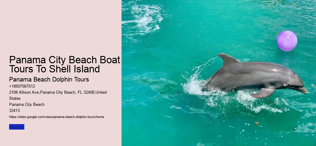 How Do You Spot Dolphins On The Beach