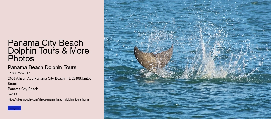Panama City Beach Dolphin Tours & More Photos