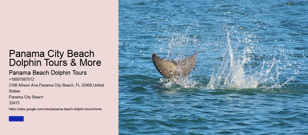 Panama City Beach Dolphin Tours & More
