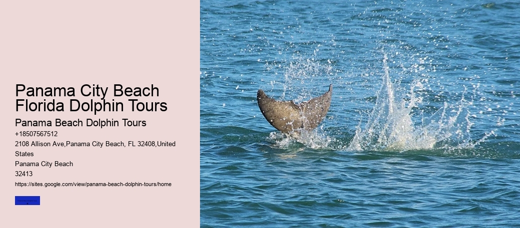 Panama City Beach Florida Dolphin Tours