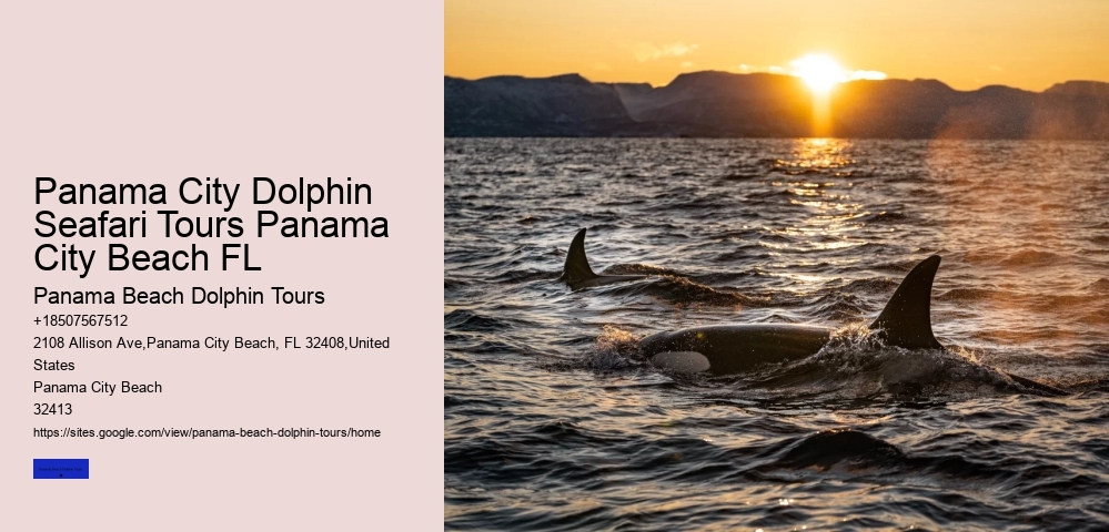 Panama City Dolphin Seafari Tours Panama City Beach FL