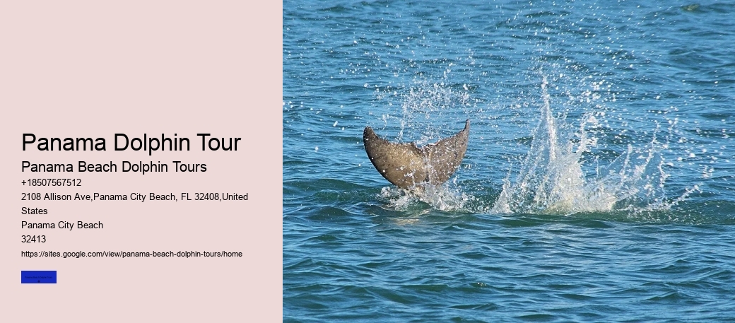 Dolphin Conservation Tours