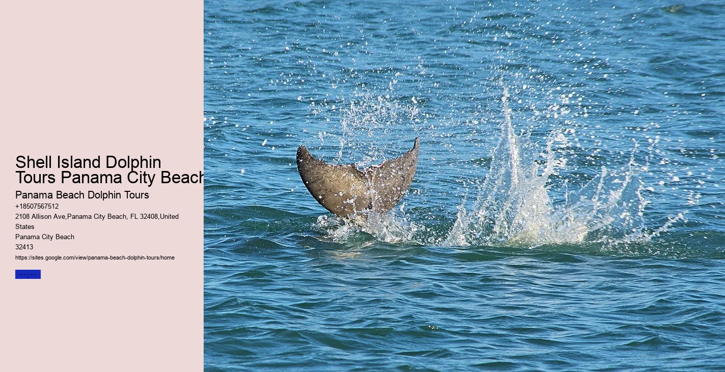 Tips And Advice For Swimming With Dolphins