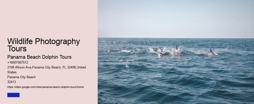 Panama City Beach Dolphin Tours & More Tours